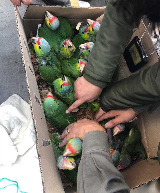 4,000 parrots confiscated in Mexico