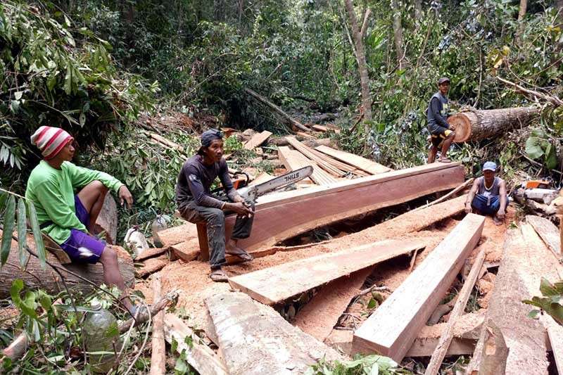 Illegal logging mahogany