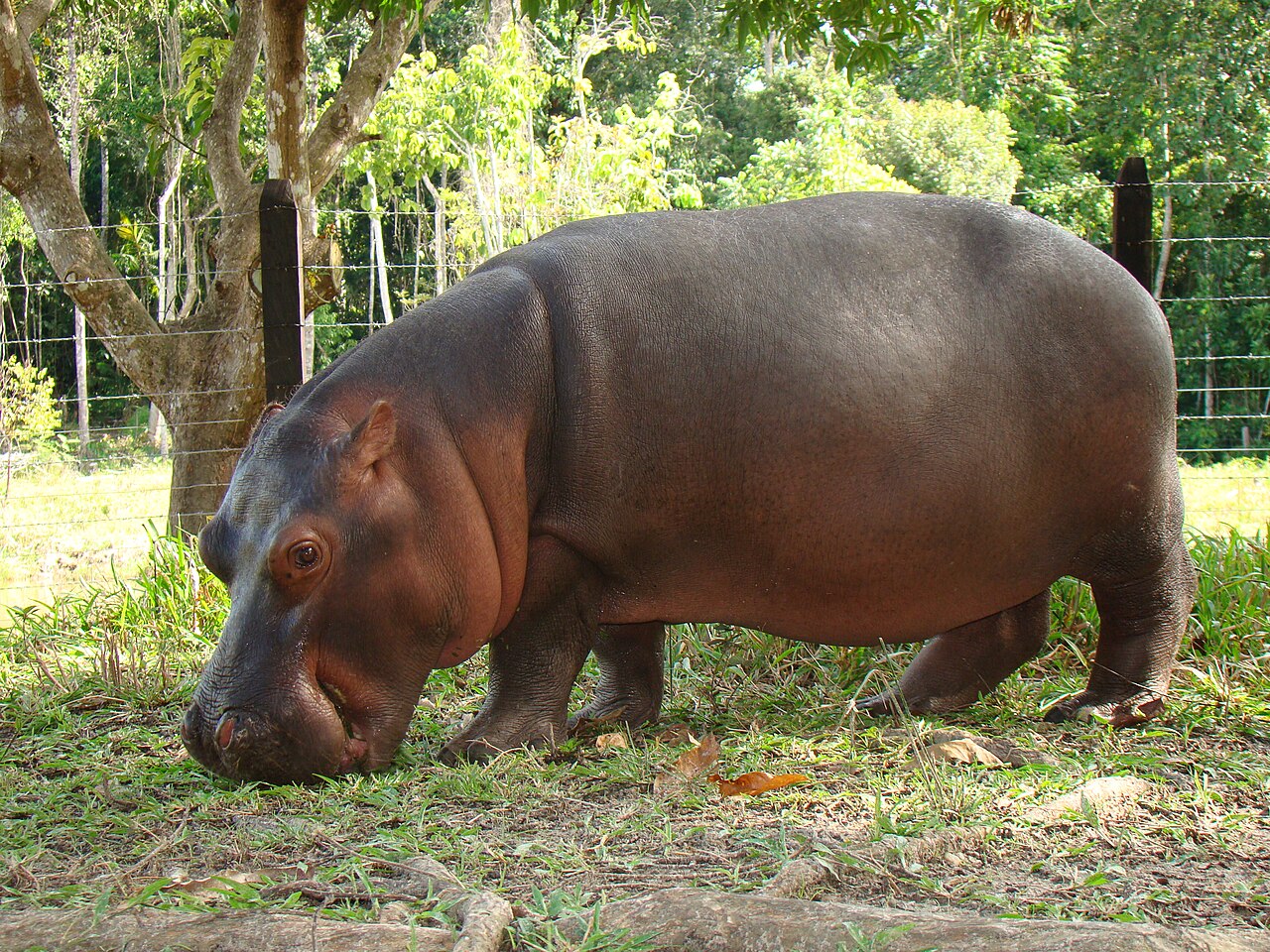 The hippo Vanessa, a descendant of Escobar’s original four, is the mascot of the zoo at Hacienda Nápoles. While the hippos at the theme park are safe, the Colombian government has marked the pods living in the Magdalena River Basin for culling. CC BY-SA 4.0 / Alvaro Morales Ríos