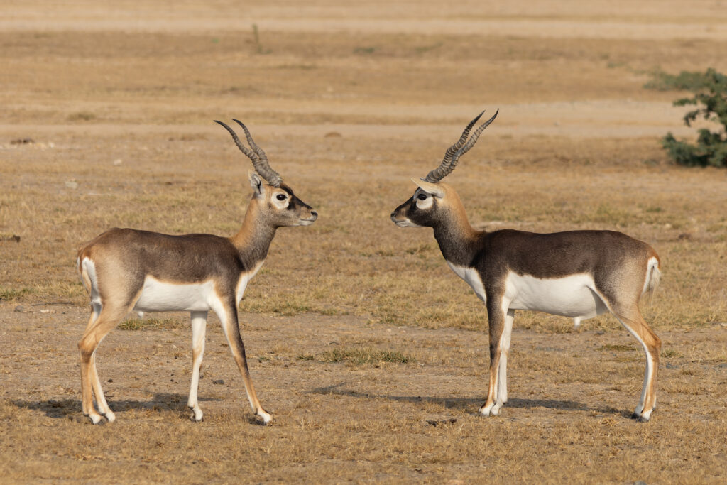 The Bishnoi community reveres blackbuck deer, seen here at a sanctuary surrounded by Bishnoi villages. Lawrence Bishnoi became known for sending death threats to Bollywood actor Salman Khan in 2018 over his poaching of a blackbuck deer 20 years earlier. Tisha Mukherjee [ZJ3.1]/ CC BY-SA 4.0 via Wikimedia Commons
